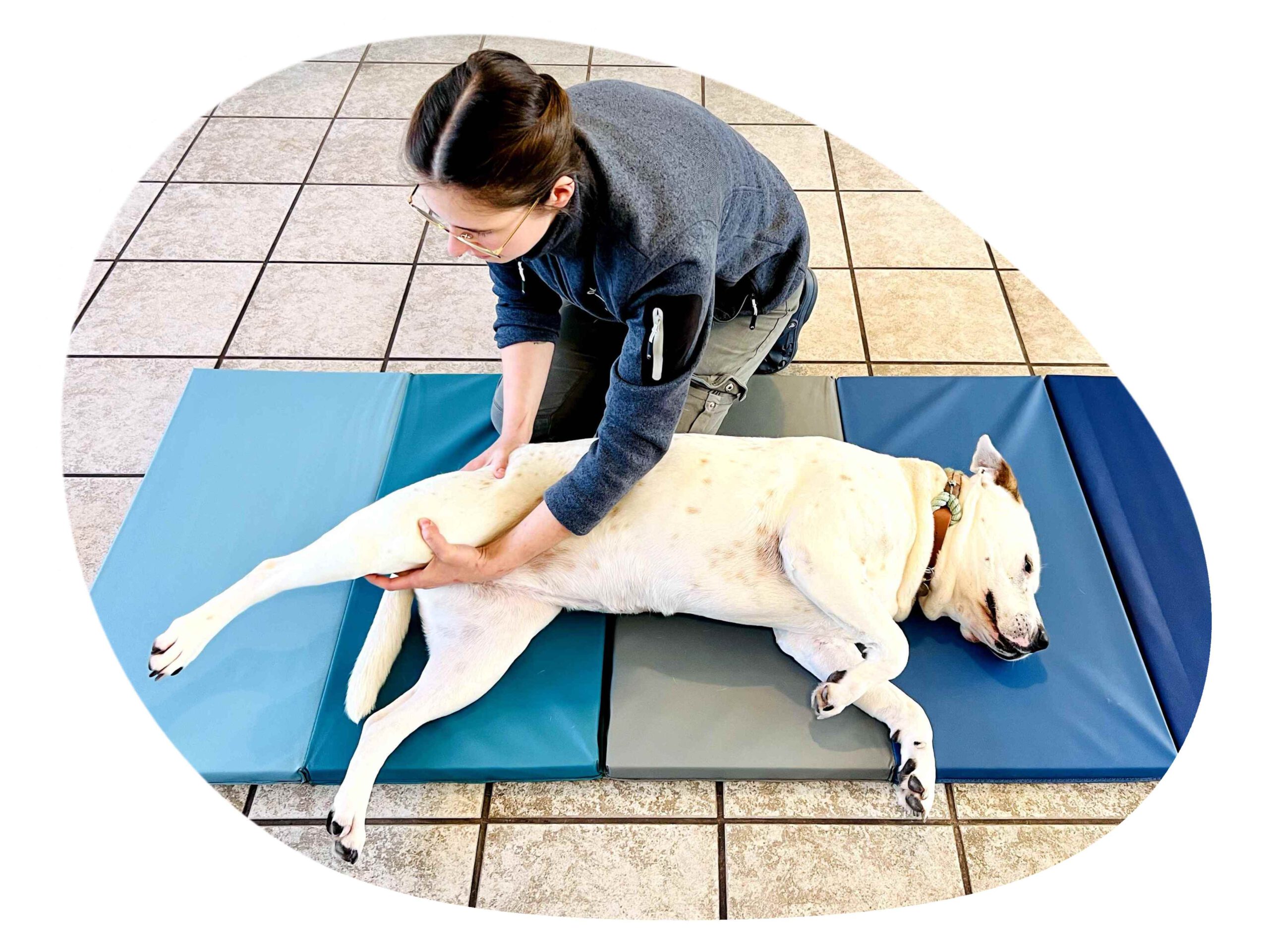 Frau Paukovic führt physiotherapeutische Maßnahmen an einem Hund durch - Tierarztpraxis Pilz in Haigerloch