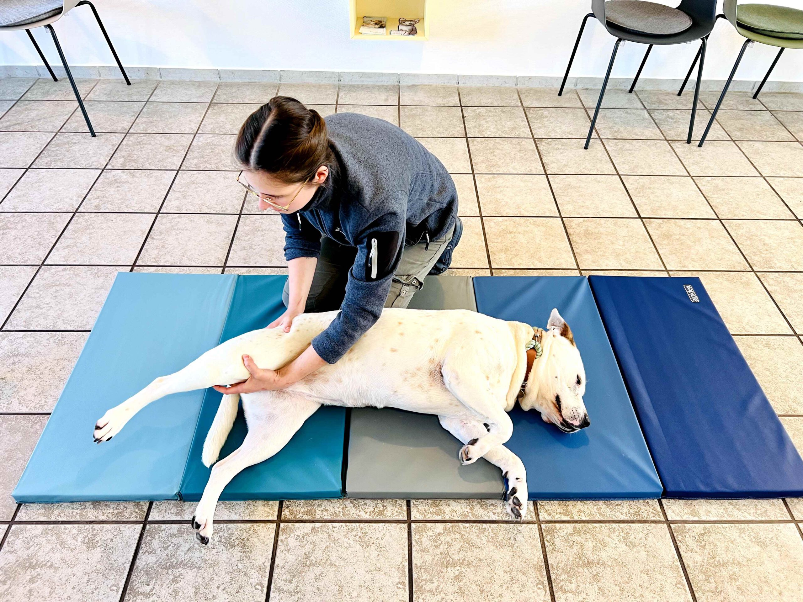 Frau Paukovic führt physiotherapeutische Maßnahmen an einem Hund durch - Tierarztpraxis Pilz in Haigerloch
